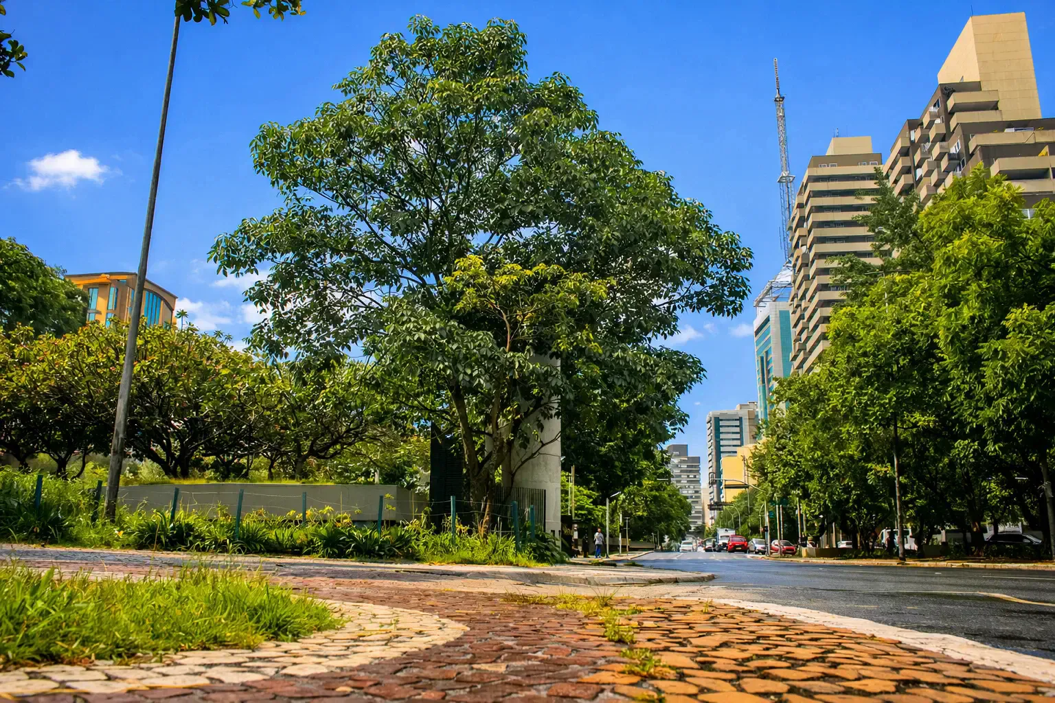 Tree-lined urban avenue with patterned cobblestone sidewalk and mid-rise buildings