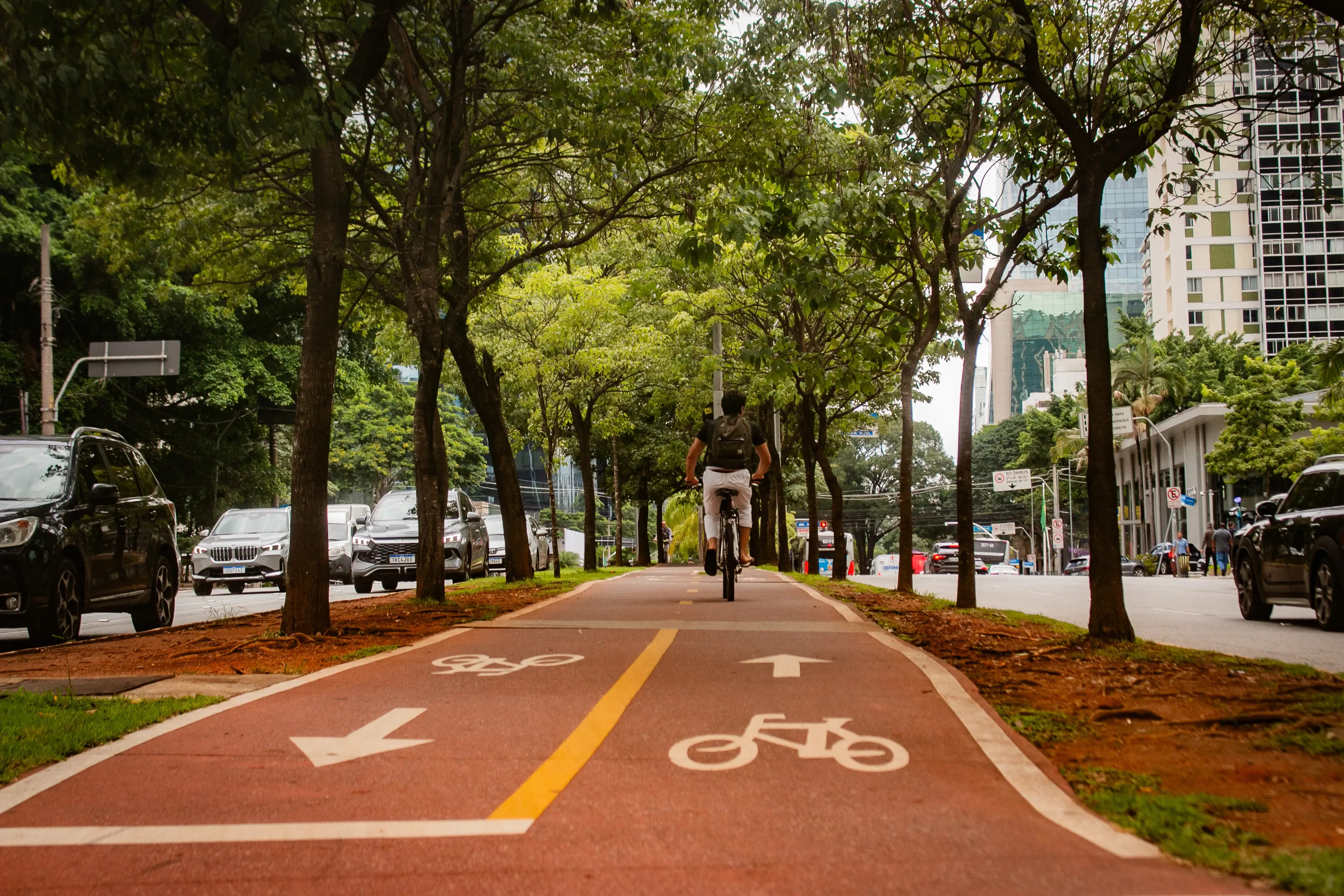 Cyclist riding on a marked bike lane beside a busy, tree-lined avenue.