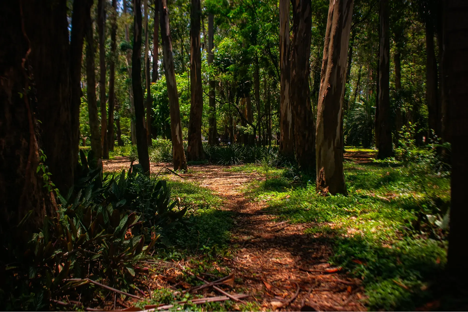 Sunlit forest path with tall trees and dense greenery