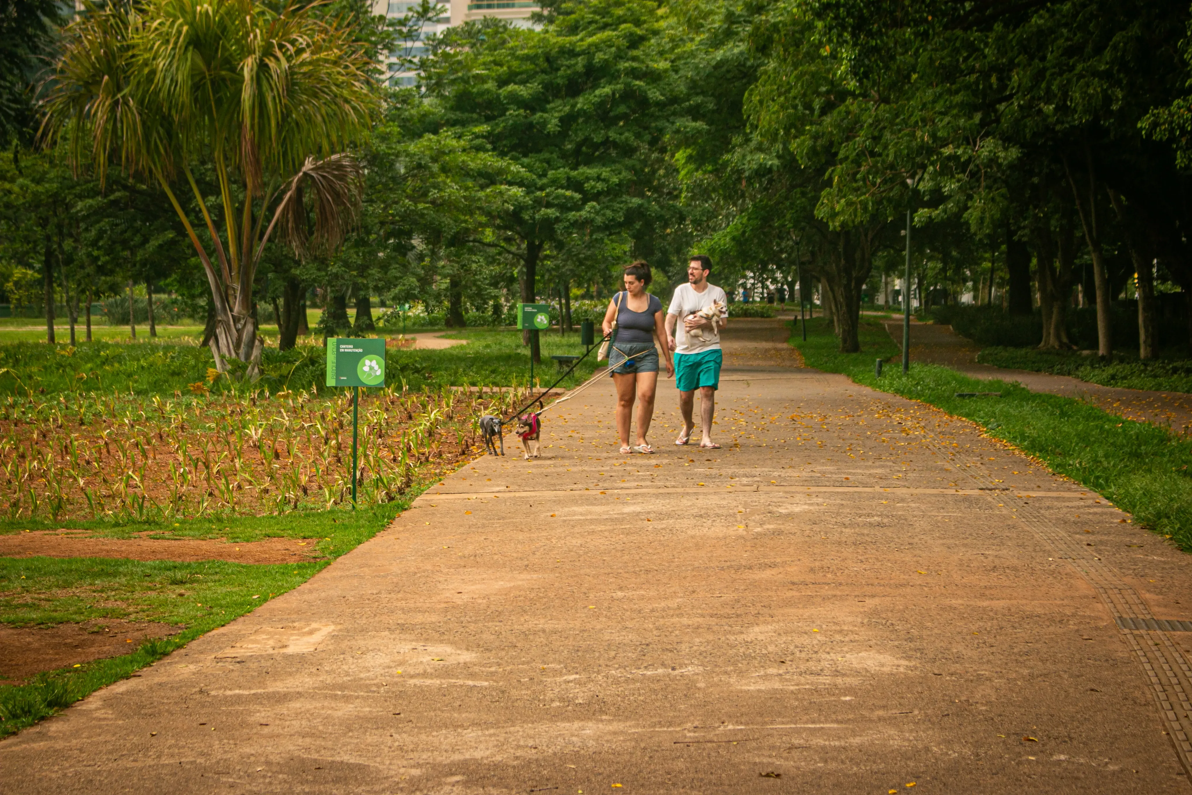 Couple walking two dogs along a wide path in a lush urban park