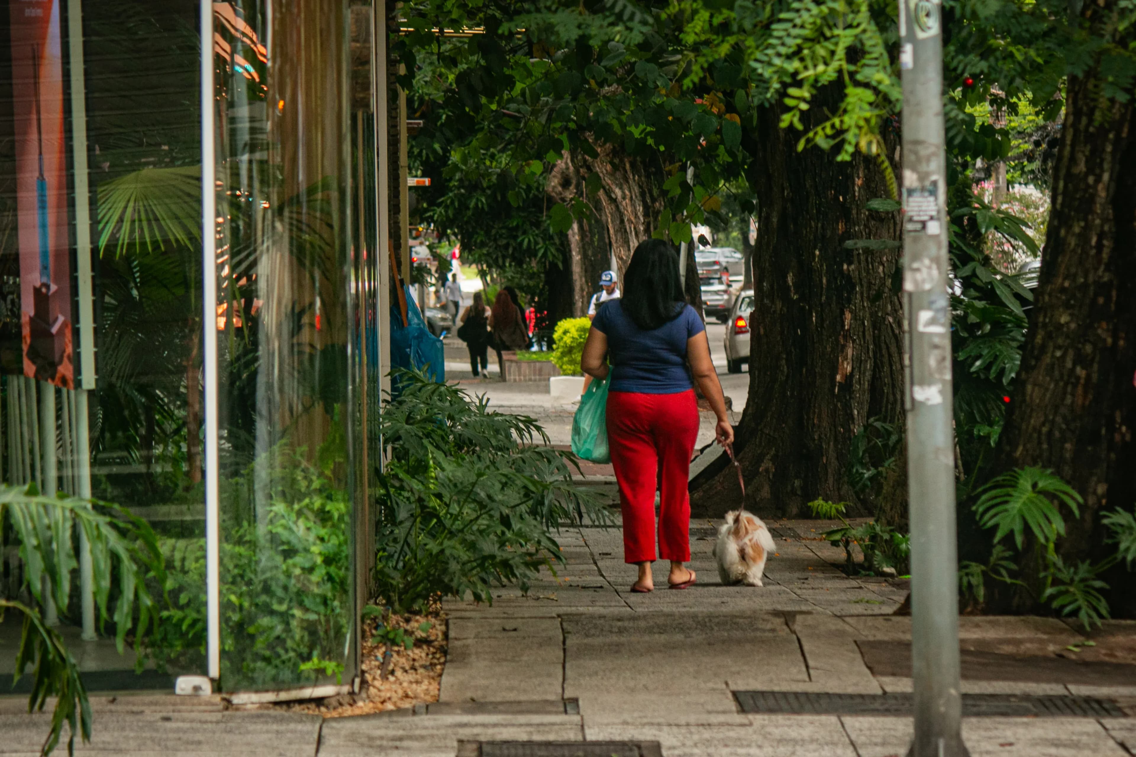 Woman in red pants walking a small dog along a leafy urban sidewalk